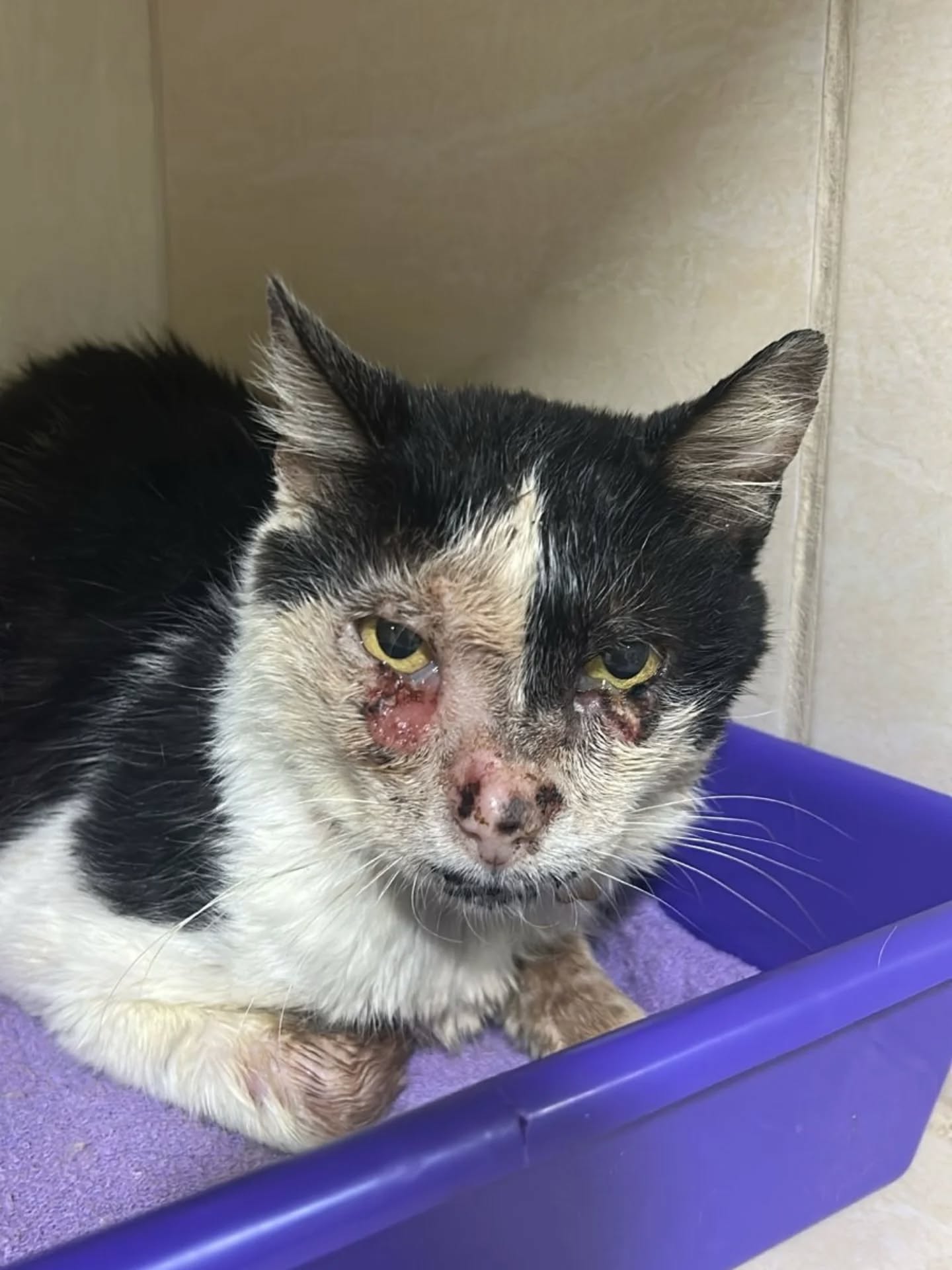 Cães e gatos resgatados